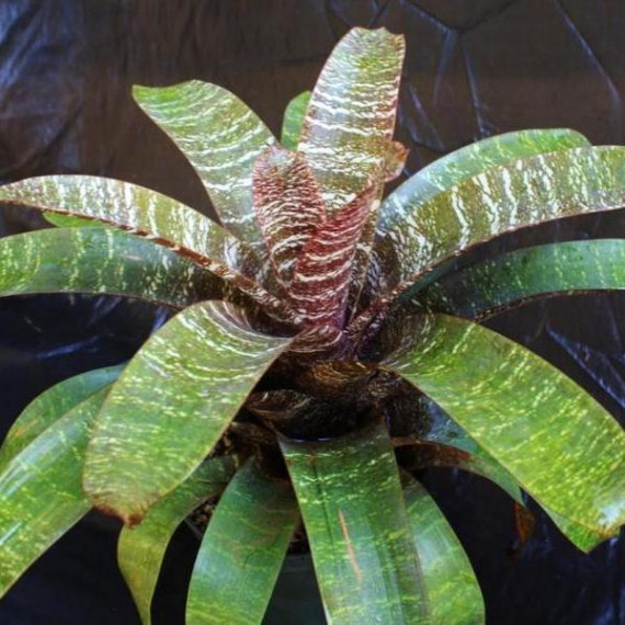 Vriesea Fosteriana - Muda