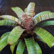 Vriesea Fosteriana - Muda