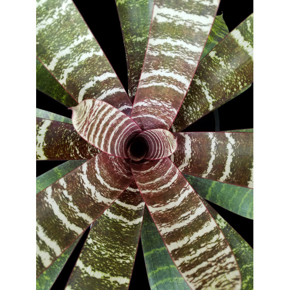 Vriesea Fosteriana