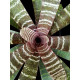Vriesea Fosteriana