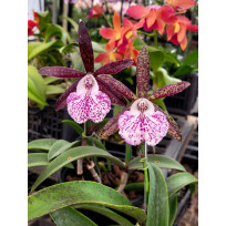 Bc. Hippodamia Kelvin Lucky  (no cachepot)