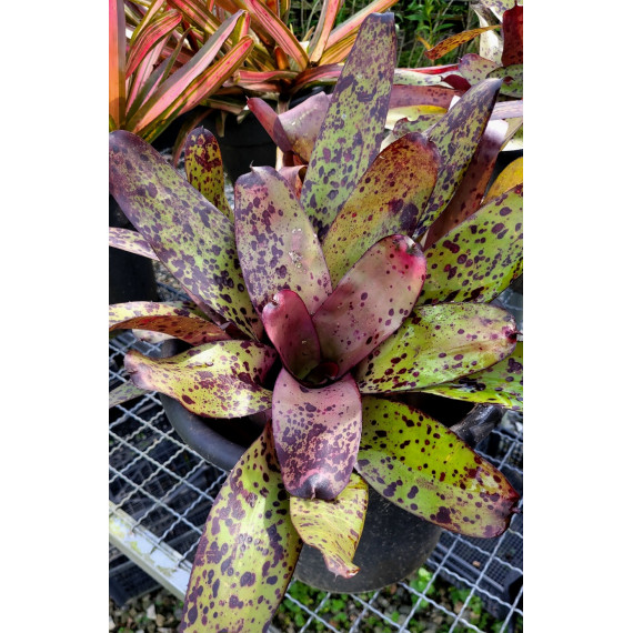 Neoregelia Zuzu