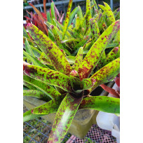 Neoregelia Marmorata V