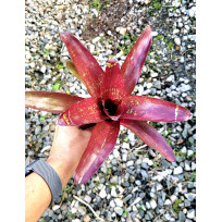 Neoregelia Rolf