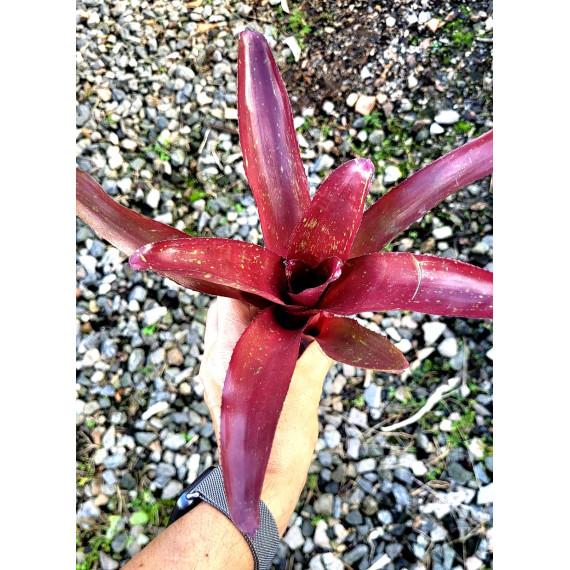 Neoregelia Rolf