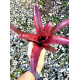 Neoregelia Rolf