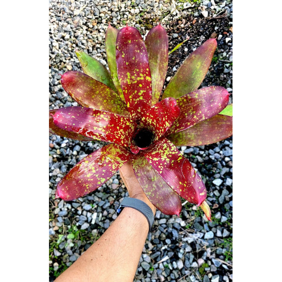 Neoregelia Gold Fever
