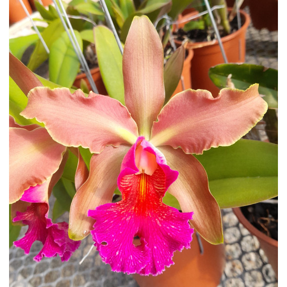 Cattleya F. W. Wigan - AD