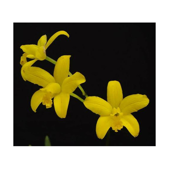 Laelia Briegeri - AD