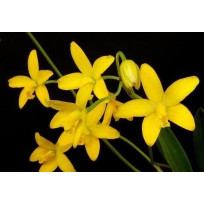 Laelia Briegeri - AD