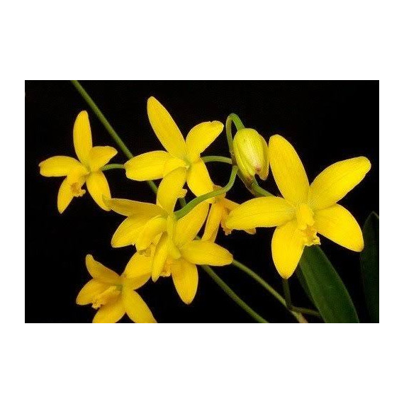 Laelia Briegeri - AD