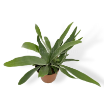 Platycerium Veitch - Muda 20 cm