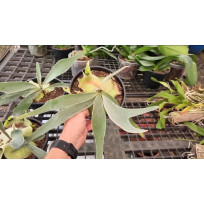 Platycerium Veitch Lemoinei