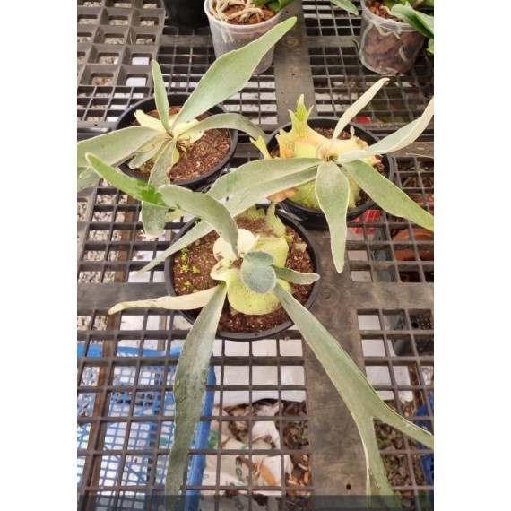 Platycerium Veitch Lemoinei