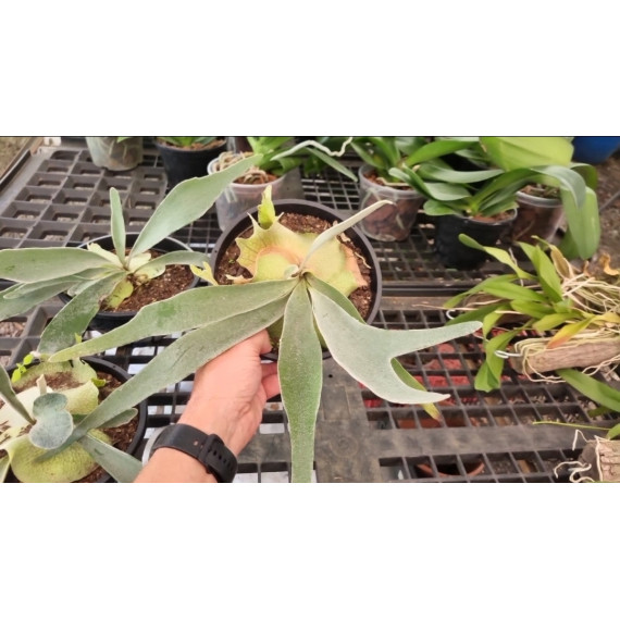 Platycerium Veitch Lemoinei