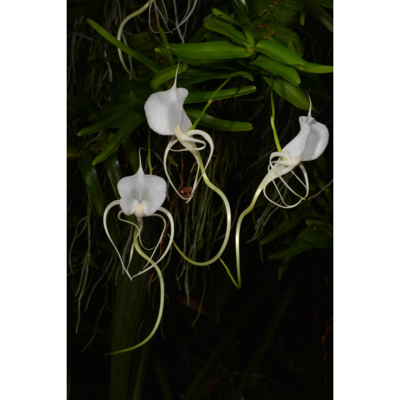 Angraecum Germinyanum - Muda
