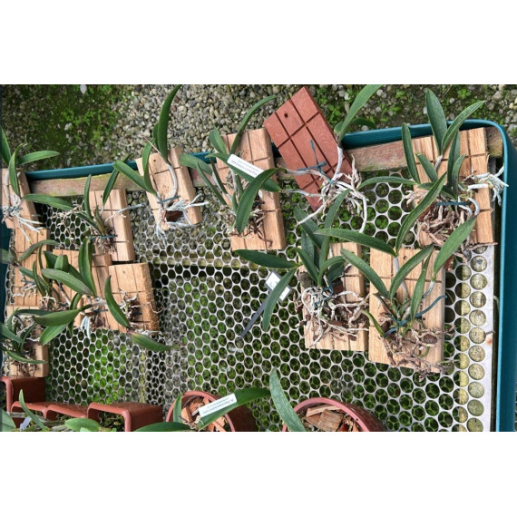 Bc. Hippodamia Kelvin Lucky Corte (AD)