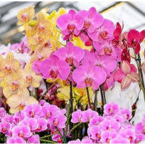 Phalaenopsis Surpresa (SALDÃO)