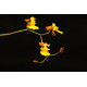 Oncidium Fuscopetalum - AD