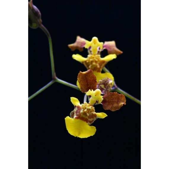Oncidium Fuscopetalum - AD