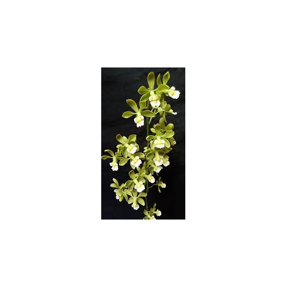Encyclia Alboxantina - Pré-adulta