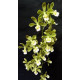 Encyclia Alboxantina - Pré-adulta