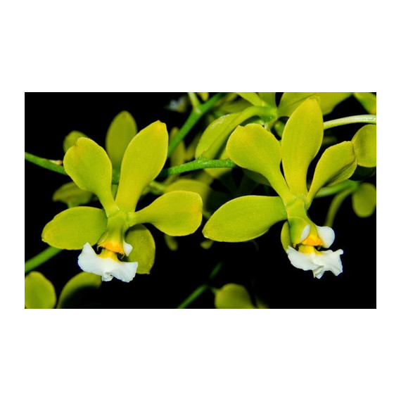 Encyclia Alboxantina - Pre adulta