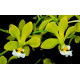 Encyclia Alboxantina - Pré-adulta