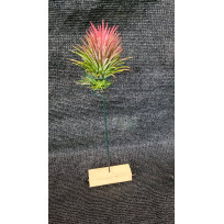 Suporte de Madeira (Tilandsia)  - un