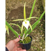Brassavola Nodosa x Ceboleta - NBS