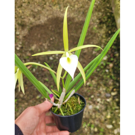Brassavola Nodosa x Ceboleta (Florada Precoce)