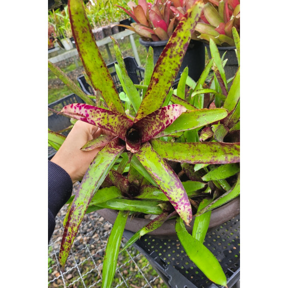 Neoregelia Burle Maxii