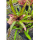 Neoregelia Burle Maxii