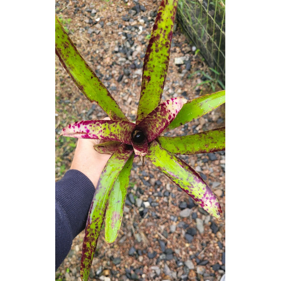 Neoregelia Burle Marx
