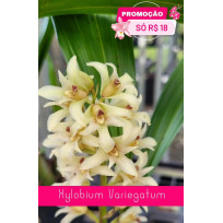 Xylobium Variegatum - AD