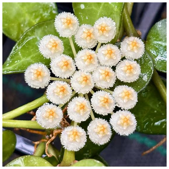 Flor de Cera Hoya Krohniana (Esquimó)
