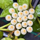 Flor de Cera Hoya Krohniana (Esquimó)