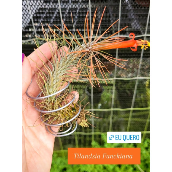 Tilandsia Funckiana + Suporte - AD