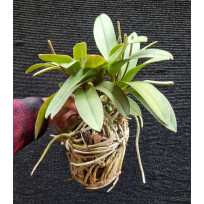 Doritis Pulcherrima var. Bueng Kan - Touceira