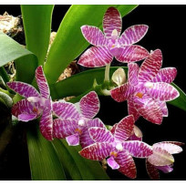 Phalaenopsis Lueddmaniana (saldão) AD