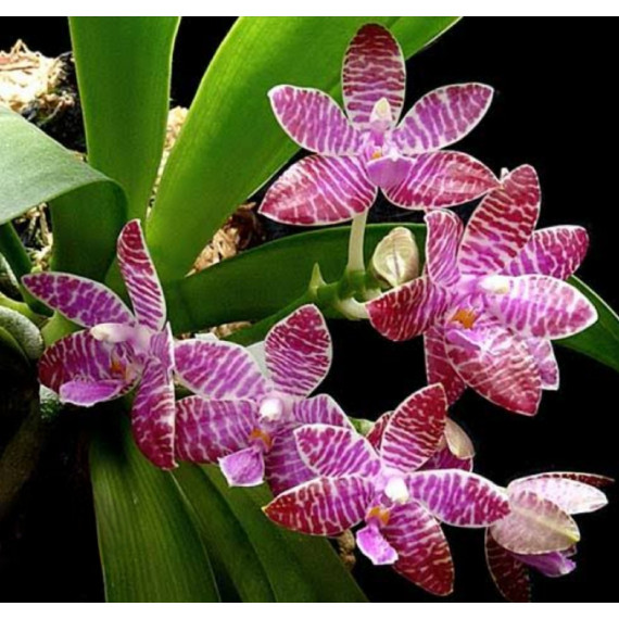 Phalaenopsis Lueddmaniana (saldão) AD