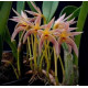 Bulbophyllum Affine (Divisão)