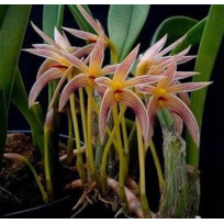 Bulbophyllum Affine  - AD