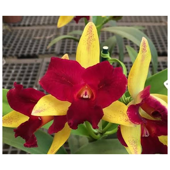 Lc. Nobiles Confetti - AD