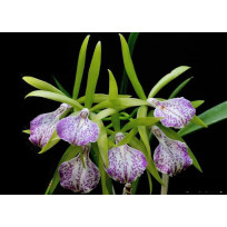 Bc. Binosa - AD (EM FLORAÇÃO)