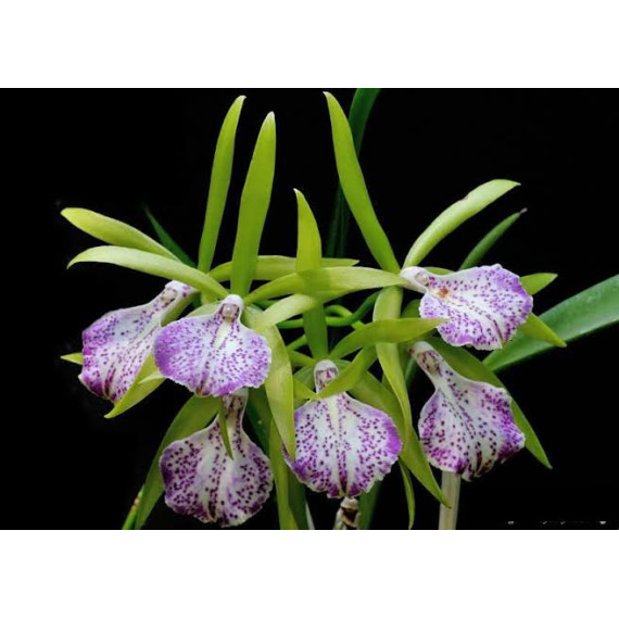 Bc. Binosa no Cachepô - ESPATANDO