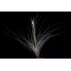 Tilandsia Juncea - Mudinha (10 cm )