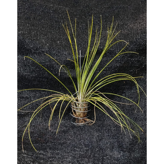 Tilandsia Juncea - Mudinha (10 cm )