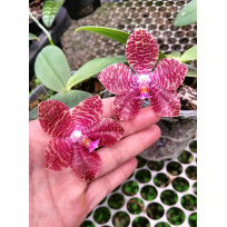 Phalaenopsis Mok Choi Yew "693" - AD