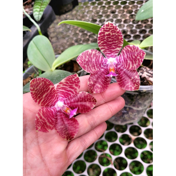 Phalaenopsis Mok Choi Yew "693" - AD